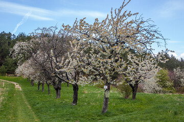 blühende Bäume Streuobstwiese