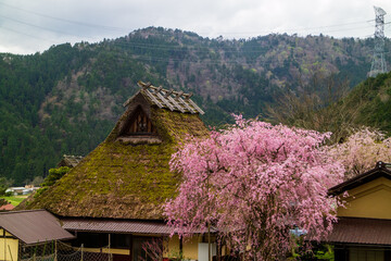 日本の原風景茅葺の里