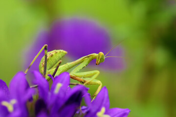 Mantis from family Sphondromantis (Spondromantis viridis) lurking on the green leaf.Sphodromantis viridis as a pet. Common names African mantis, giant African mantis or bush mantis on purple flowers.