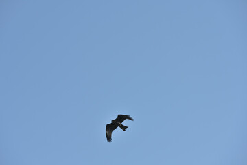 Black kite on a background of blue sky