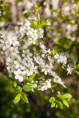 Wild cherry flowers blooming at spring. White flowers blooming on branch. Soft focus