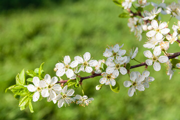 Wild cherry flowers blooming at spring. White flowers blooming on branch. Soft focus