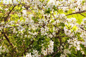 Wild cherry flowers blooming at spring. White flowers blooming on branch. Soft focus