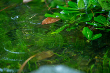 池と植物