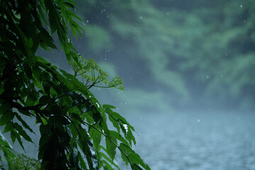雨と植物