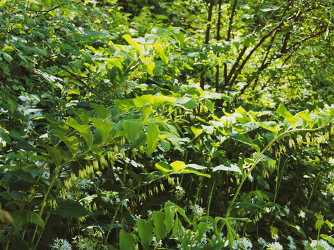 Garden Solomon's-seal or polygonatum hybridum. Elegant flowering plant on shady areas near a woodland with its white flowers clusters hanging downwards at the jonction between leaf and arching stem 