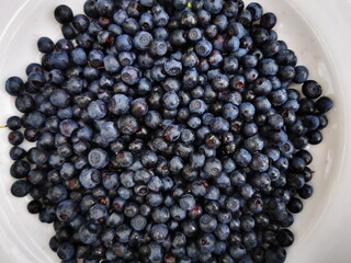 Blueberry (Vaccinium myrtillus) close-up. Blueberries in a white plate. Forest fruits.