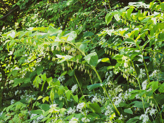 Eurasian solomon's seal or polygonatum multiflorum. Flowering plant with alternate leaves necked on...