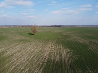 Lonely tree in a spring field, aerial view. Agricultural landscape.