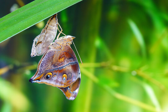 Autumn Leaf Butterfly or  leafwing butterfly