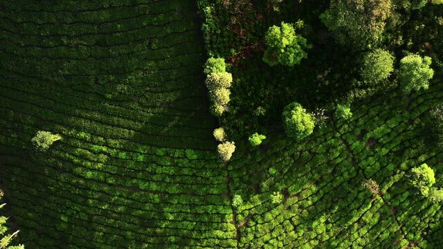 topdown shot of tea estates in vagamon