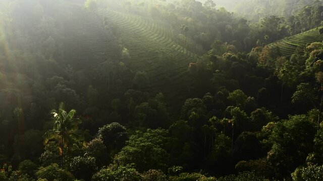wagamon tea estate lit by morning sun