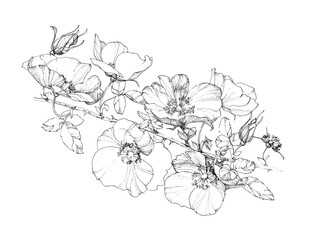 Hand-drawn ink sketch of a dog-rose branch with flowers leaves and buds. Isolated on white background 