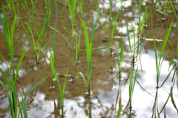 the green paddy plant seedlings in the water field.
