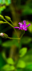 purple wild flower and macro