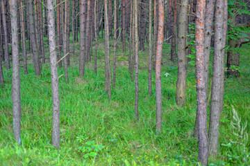 forest in the morning