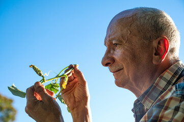  Man farmer checking blooming flowers of cucumbers in the garden