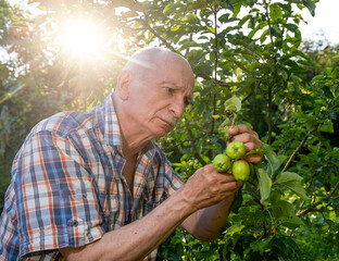  The farmer checking the quality of the new apple harvest