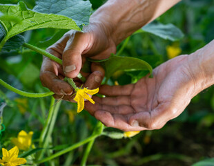  Man farmer checking blooming flowers of cucumbers in the garden