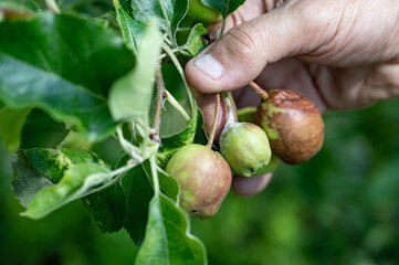 Farmer checking up condition of apples