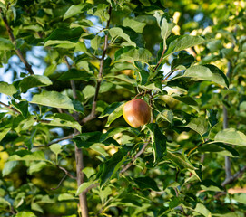 Young apples on tree