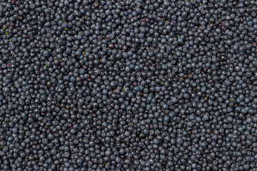 Fresh forest ripe organic blueberries