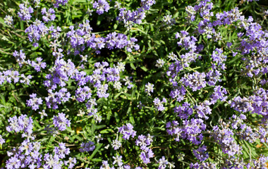 Naklejka premium Naturalne tło z kwiatów bzu. Widok z góry. Lawenda.