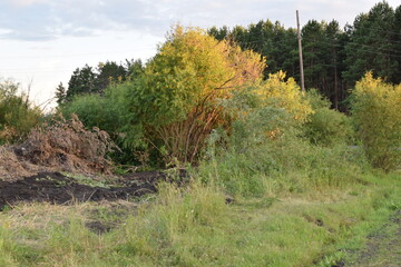Bushes on Flax in Golyshmanovo Tyumen region
