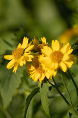 Yellow Daises
