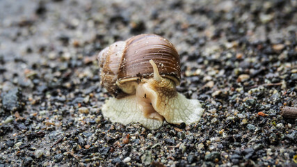 En route Main Sudetes Trail in Poland