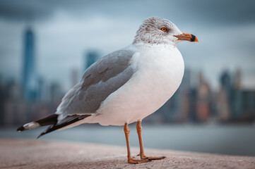 seagull in new york skyscraper 