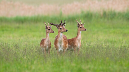 Three majestic fallow deer, dama dama, stags standing on meadow in summer. Spotted animals with antlers in velvet in green grass. Wild mammals watching on grassland.