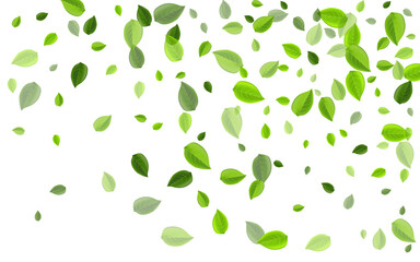 Olive Foliage Transparent Vector Pattern. Swirl 
