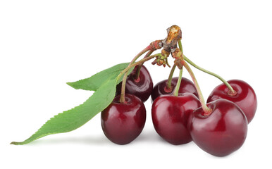 Cherry branch with leaf isolated on a white background