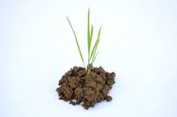 the green paddy plant isolated on white background.