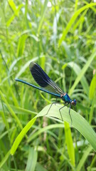 A lilac dragonfly on a green leaf