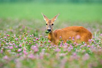 Roe deer doe, capreolus capreolus standing in clover with blooming flowers. Elegant mammal standing on field from side. Wild animal looking to the camera.