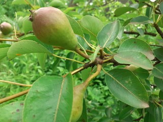 green pear