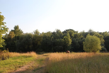 Fototapeta premium horse on the background of the forest and field