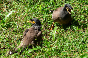 Angry birds