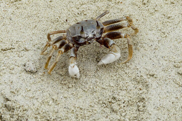 crab on the sand