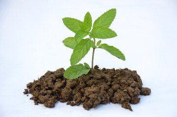 the green mint plant seedlings isolated on white background.