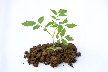 the green tomato plant seedlings isolated on white background.