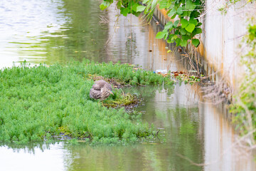 水辺で餌を探すゴイサギ