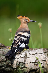 Young Eurasian hoopoe, upupa epops, sitting on tree trunk in summer. Little bird resting on tree...