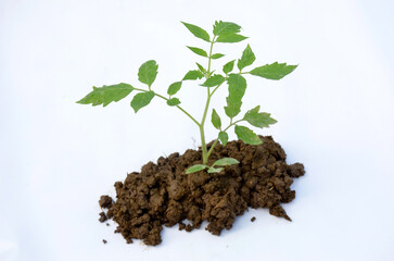 green tomato plant seedlings isolated on white background.