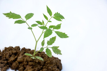 the green tomato plant seedlings isolated on white background.
