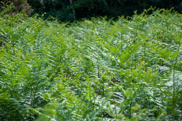 Ferns growing in a rural part of Suffolk, UK