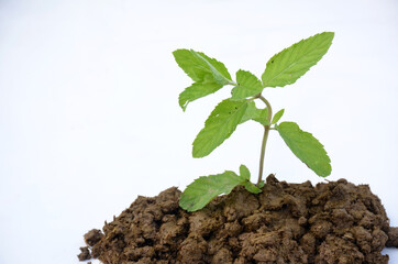 the green mint plant seedlings isolated on white background.