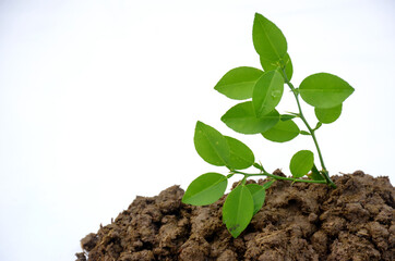 the green lamon plant seedlings isolated on white background.